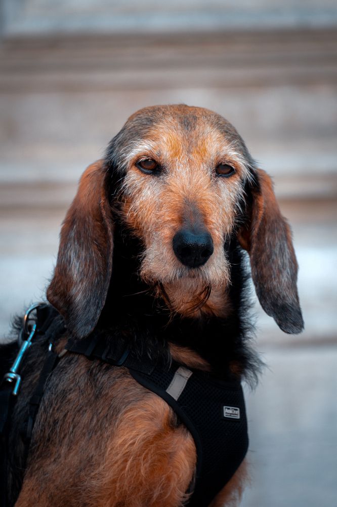 Photograph by Robert Fülöp