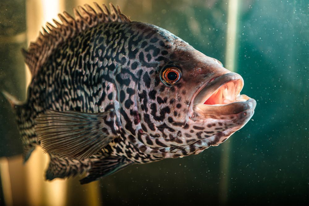 Photograph by Sergey Kalinin