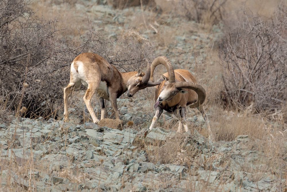 Photograph by Vida Shams