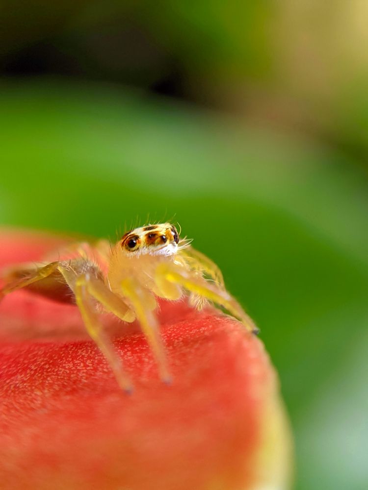 Photograph by Ameesh Tharumuthu Kumarasinghe Weda Arachchige