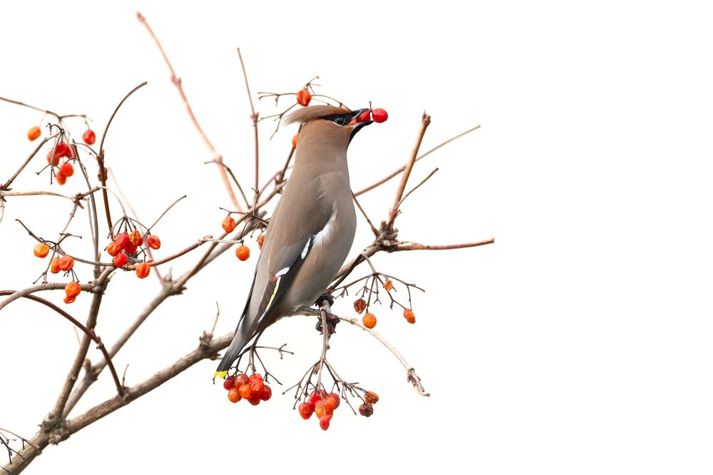 Завтрак свиристеля