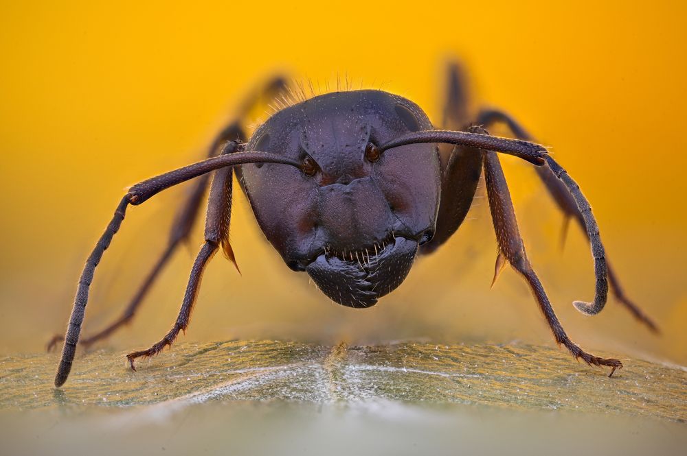 Photograph by Цветан Ганев