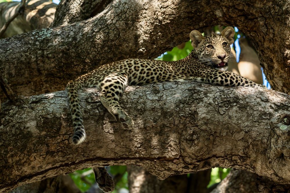Chilling leopard