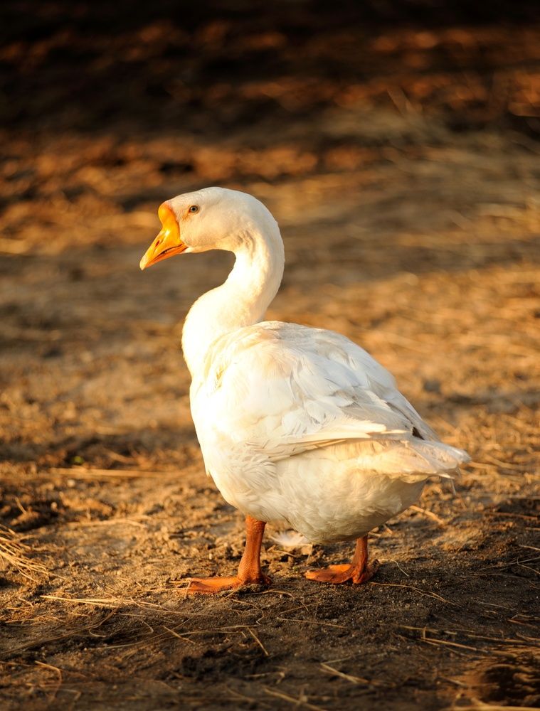 Фотография автора Юлия Щинова