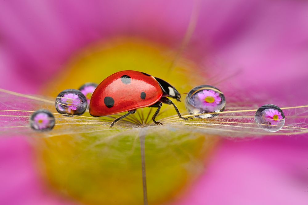 Photograph by Цветан Ганев