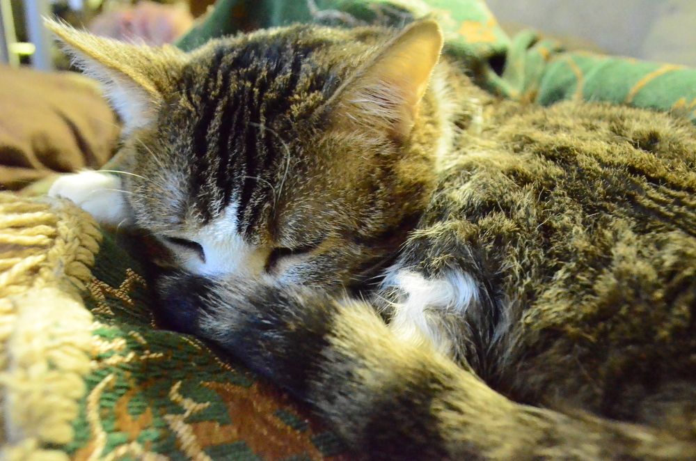 Фотография автора Алексей Власов