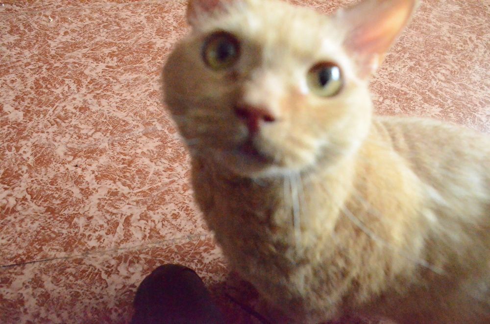 Фотография автора Алексей Власов