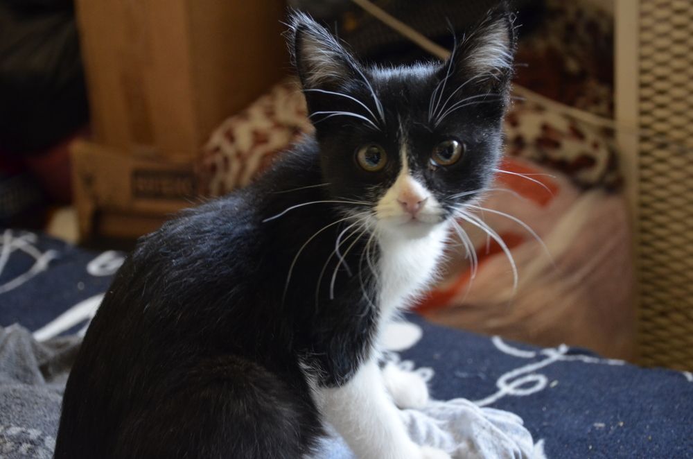 Фотография автора Алексей Власов