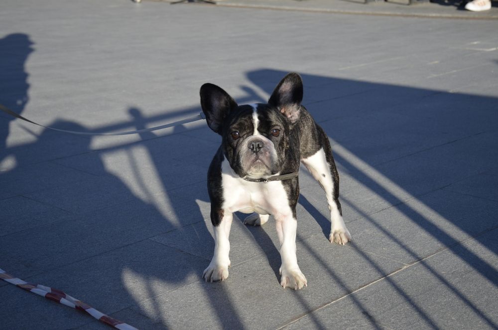 Фотография автора Алексей Власов