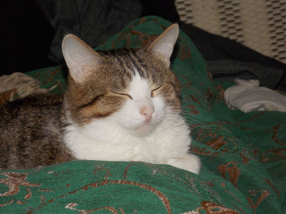 Фотография автора Алексей Власов