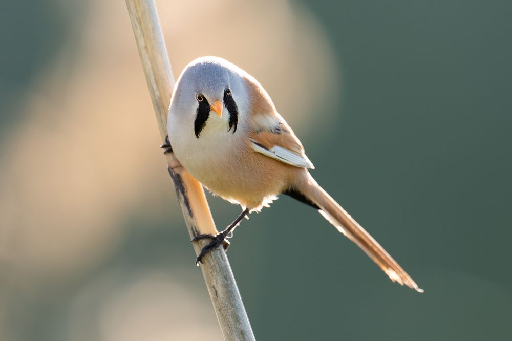 Усатая угроза