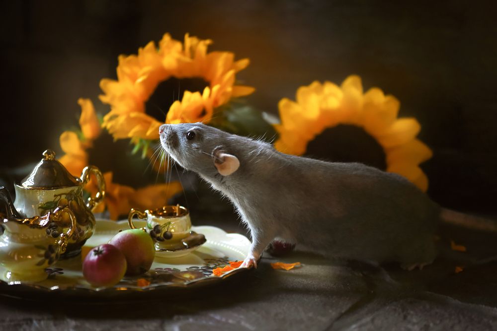 Photograph by Кос Виктория