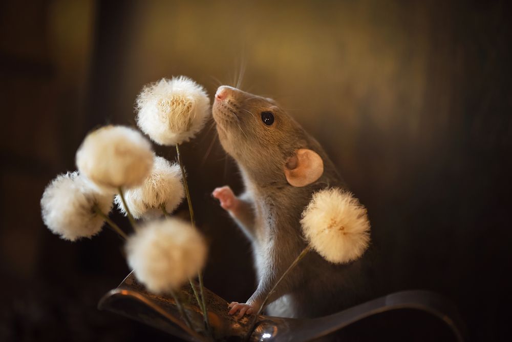 Photograph by Кос Виктория