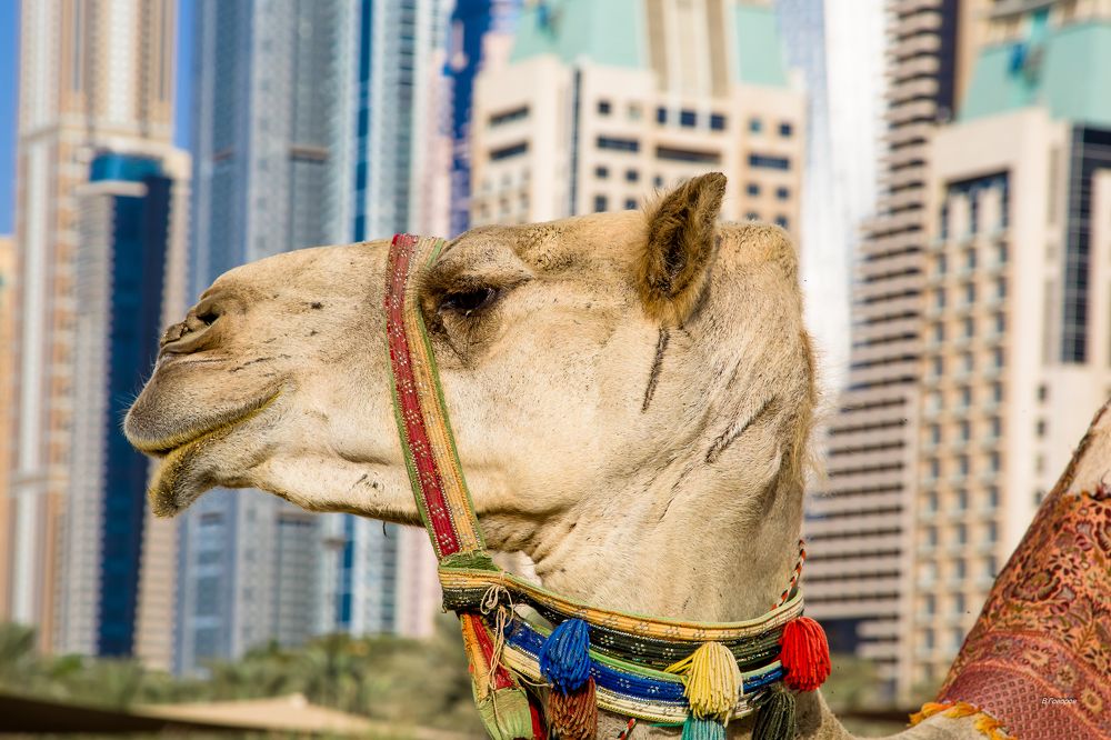 Photograph by Владимир Говоров