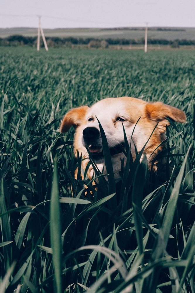 Photograph by Елена Леонидовна