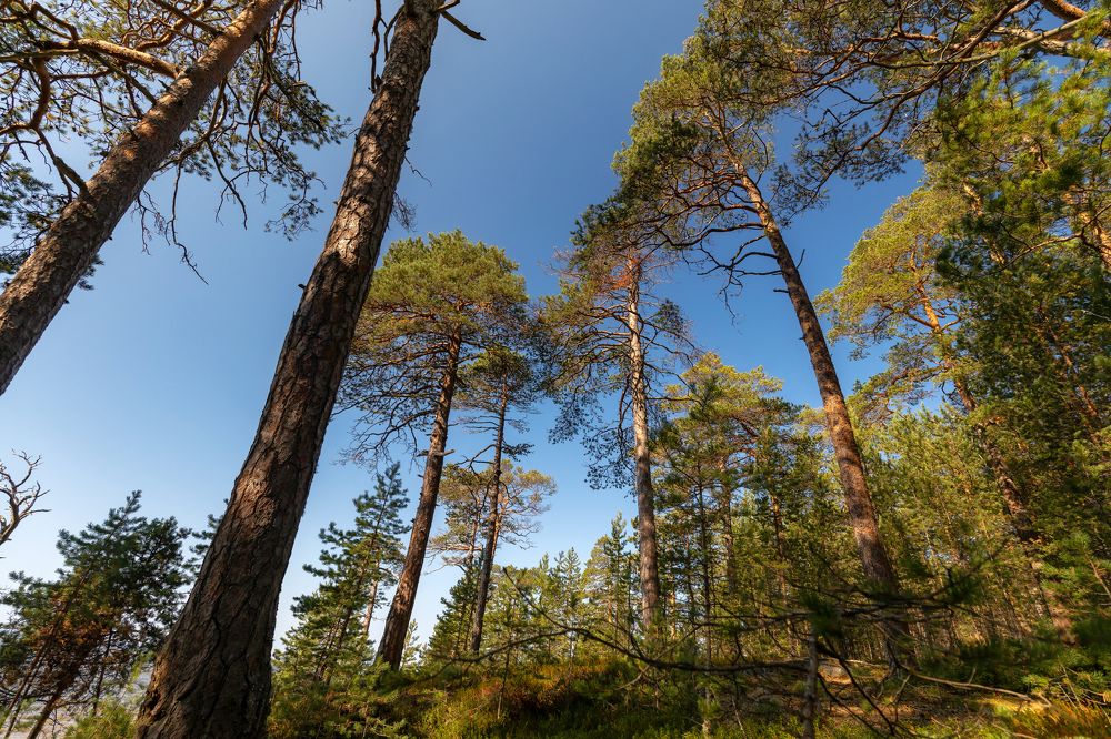 Нетронутая природа Севера.