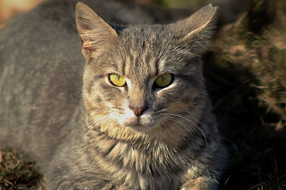 Feral Cat Looking Intently