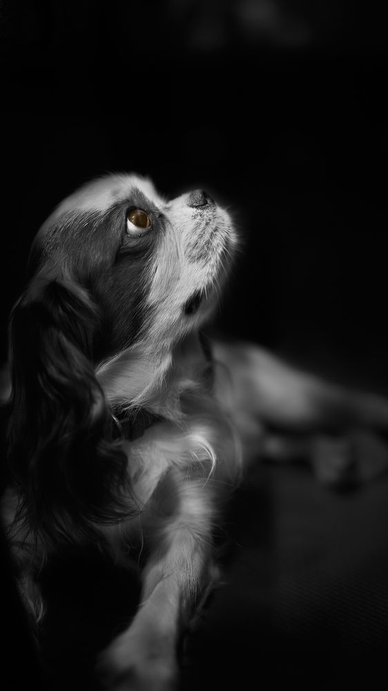 Photograph by Kaisyakuji Yushi