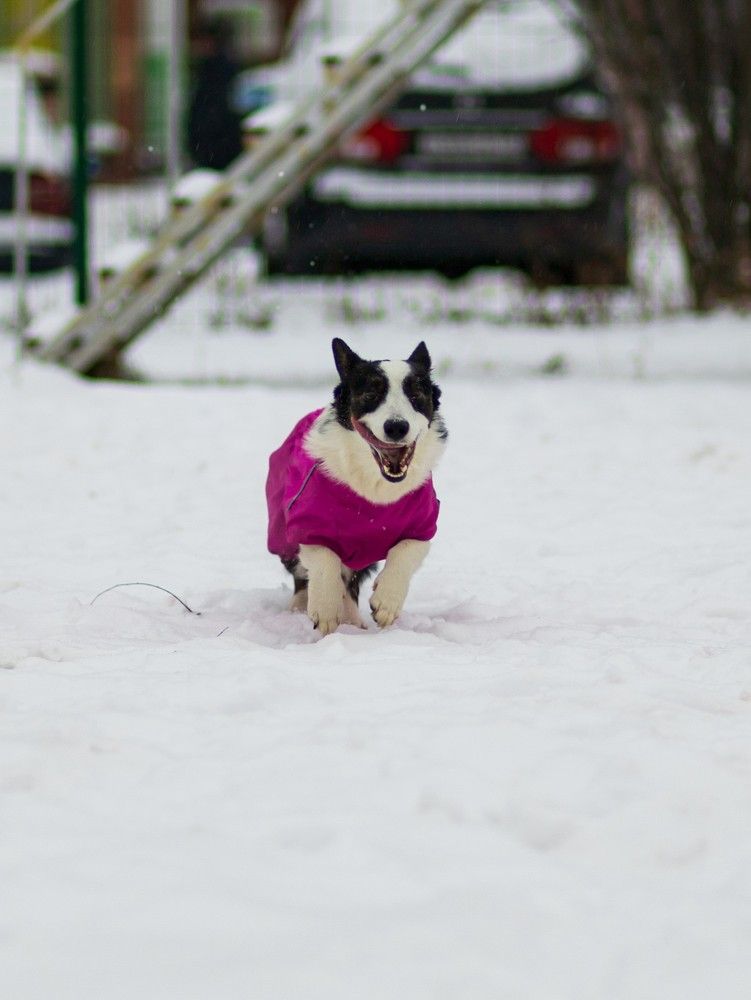 Photograph by Алексей Чеботарев