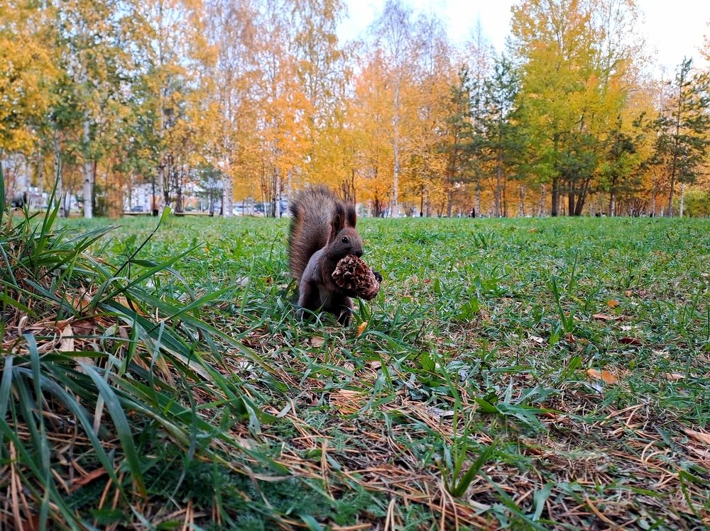 В гостях у Белки