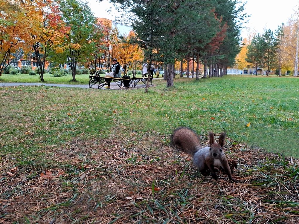 А у Вас орехи есть?