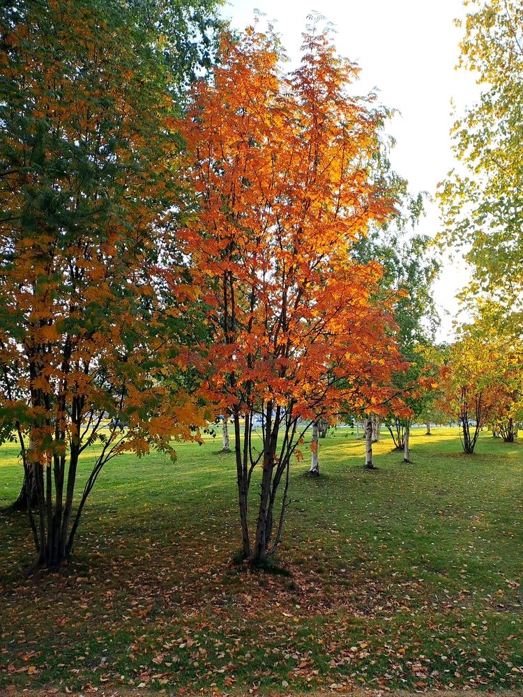 Краски осени