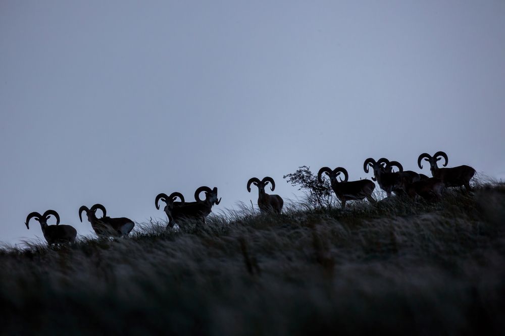 Photograph by Vida Shams