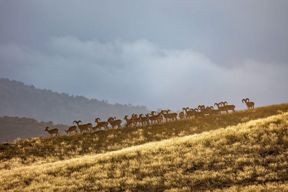 Photograph by Vida Shams