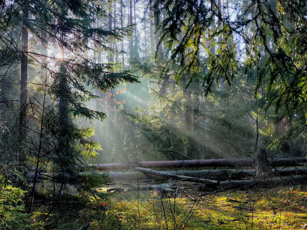 Photograph by Елена Кошелева