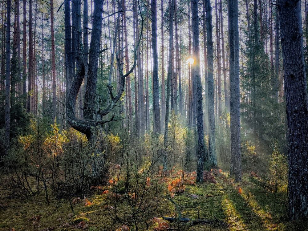 Photograph by Елена Кошелева