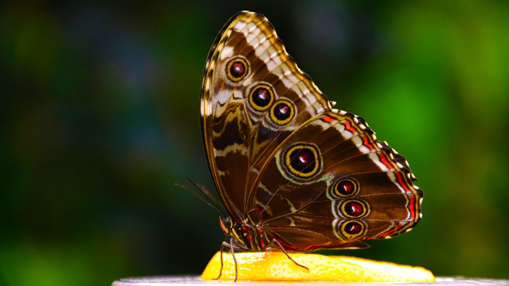 Photograph by Андрей Вешняков