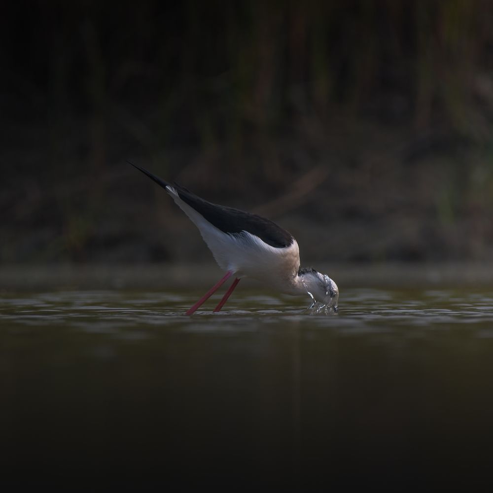 Black-winged stilt