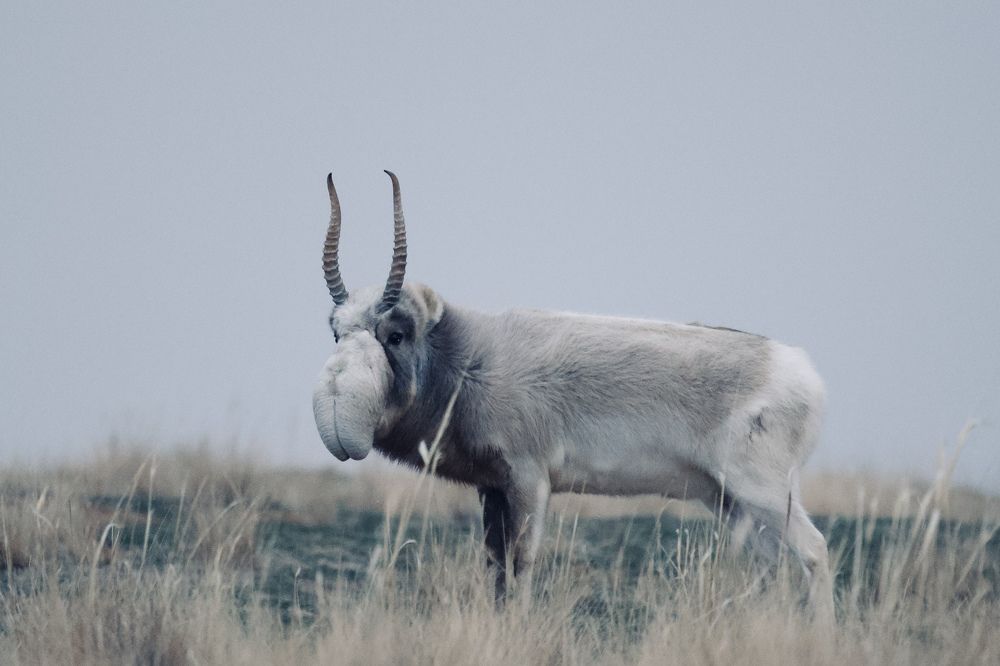 Сайгак в зимнем наряде