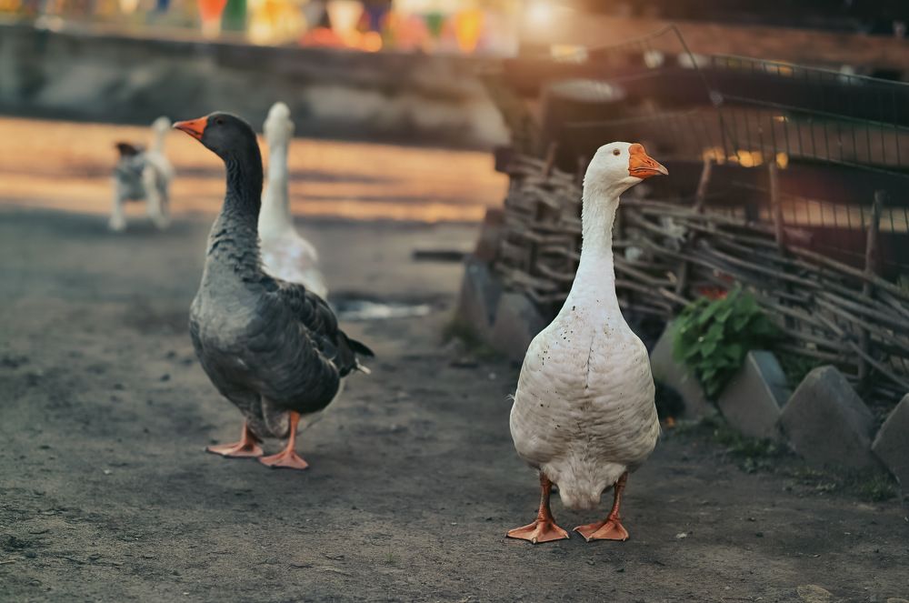 Photograph by Marina Ivanova