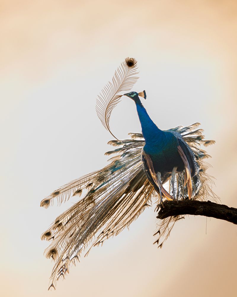 Photograph by Logeswaranathan Mohanaraj