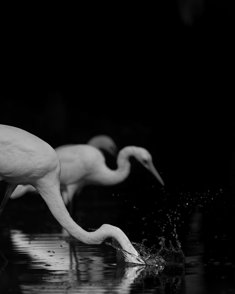 Photograph by Desalanka sai