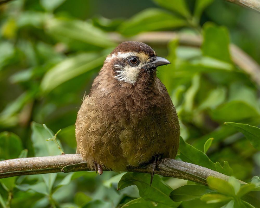 Photograph by HASSAN ROKNI