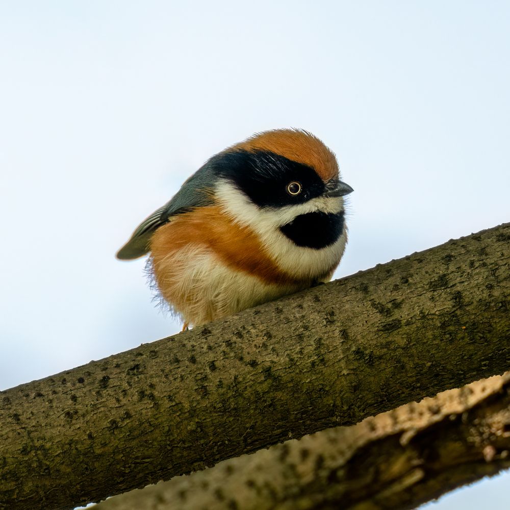 Photograph by HASSAN ROKNI