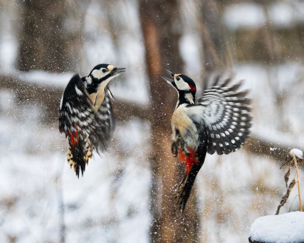 Бой с тенью / Shadow boxing