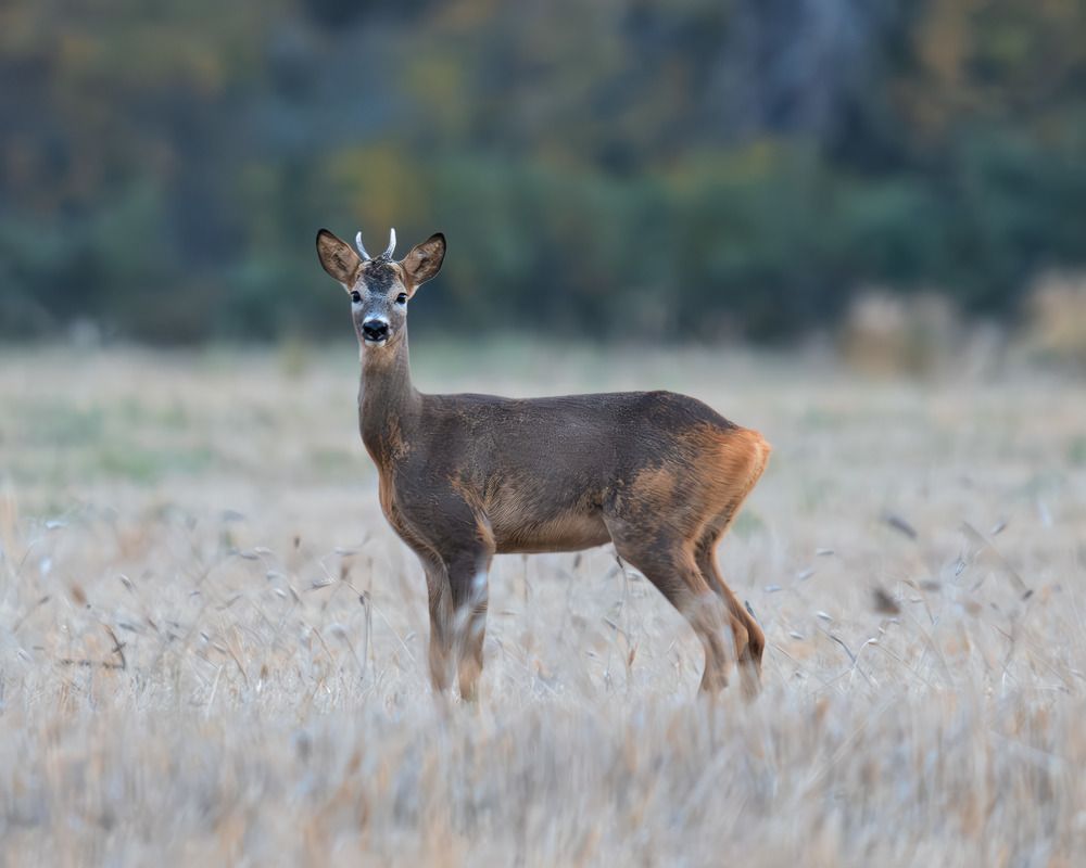 Photograph by Николай @nikfoto