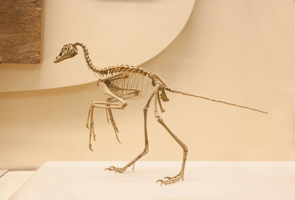 Археоптерикс