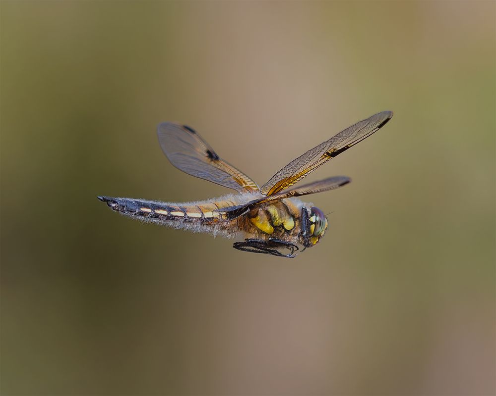 Photograph by wendy vanhoudt