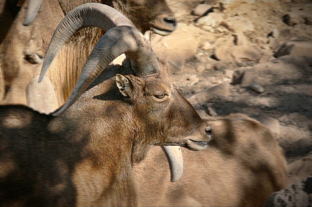 Фотография автора Анатолий Дауров
