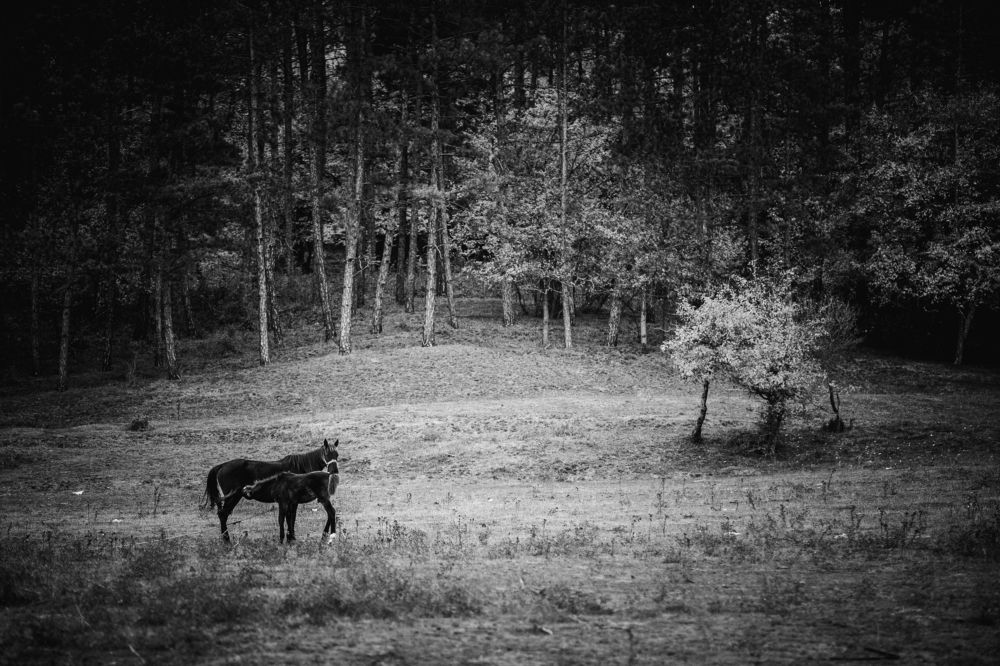 Photograph by Виктория Хадкевич