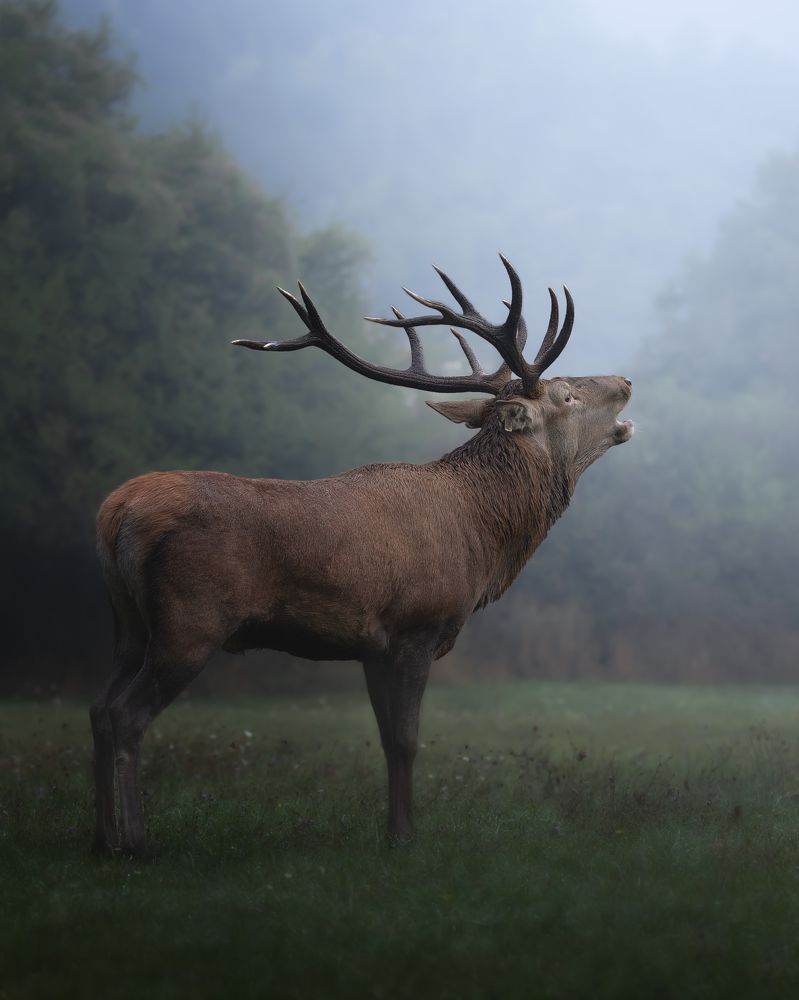 Photograph by Andrea Curzi