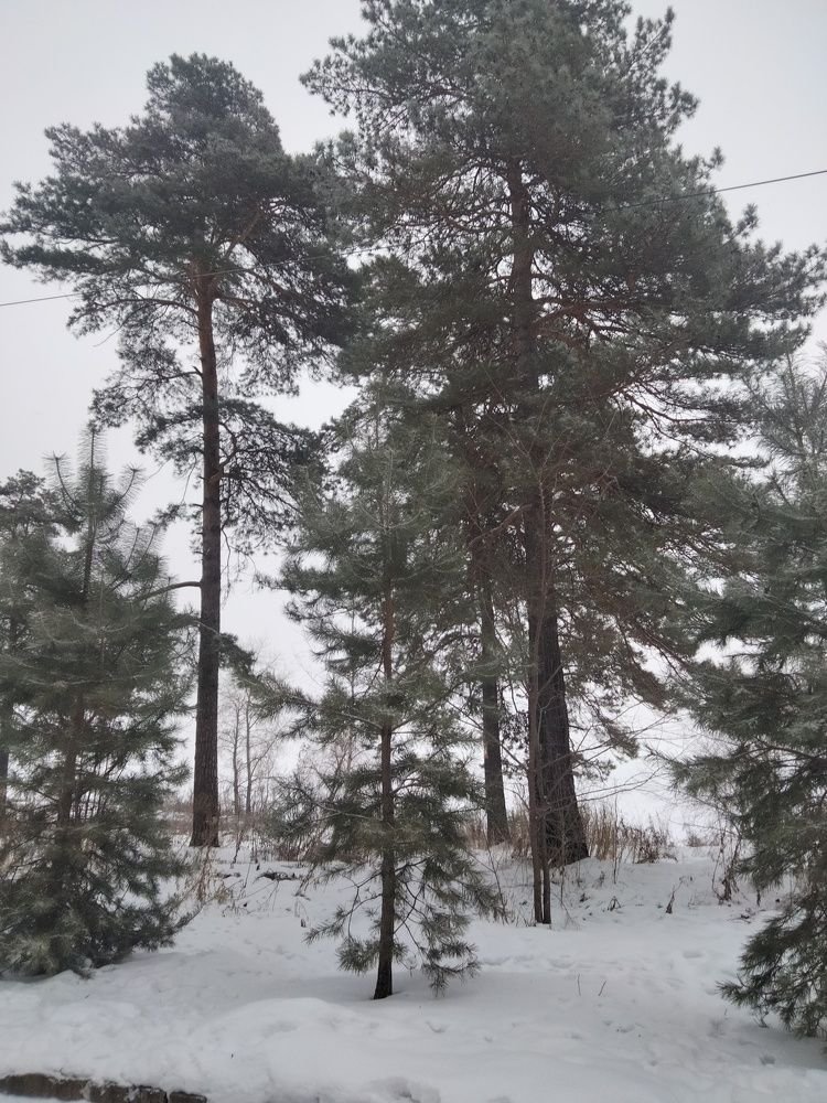 Photo #11555788