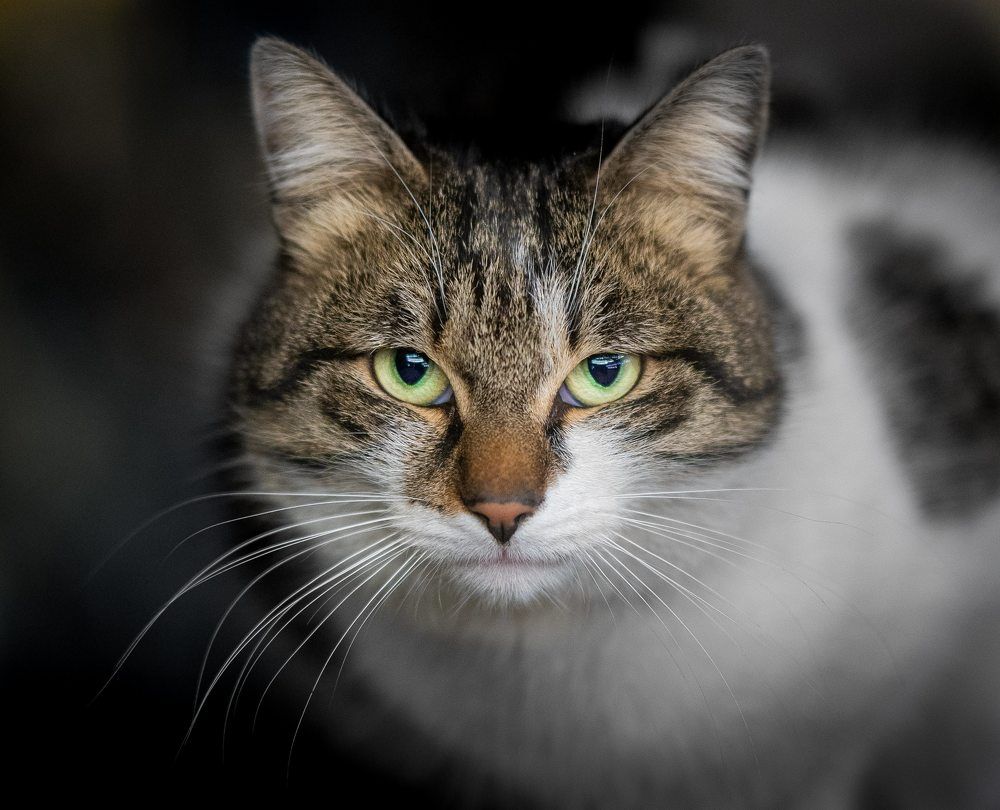 Photograph by Mostafa Moradi