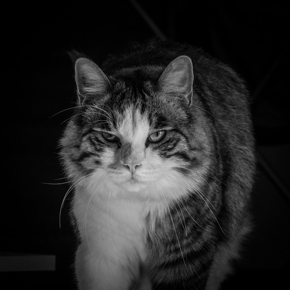 Photograph by Mostafa Moradi