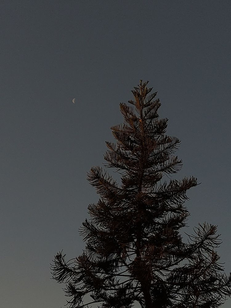Moonlit Silhouette