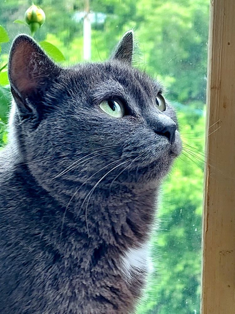 Фотография автора Анастасия Куликова